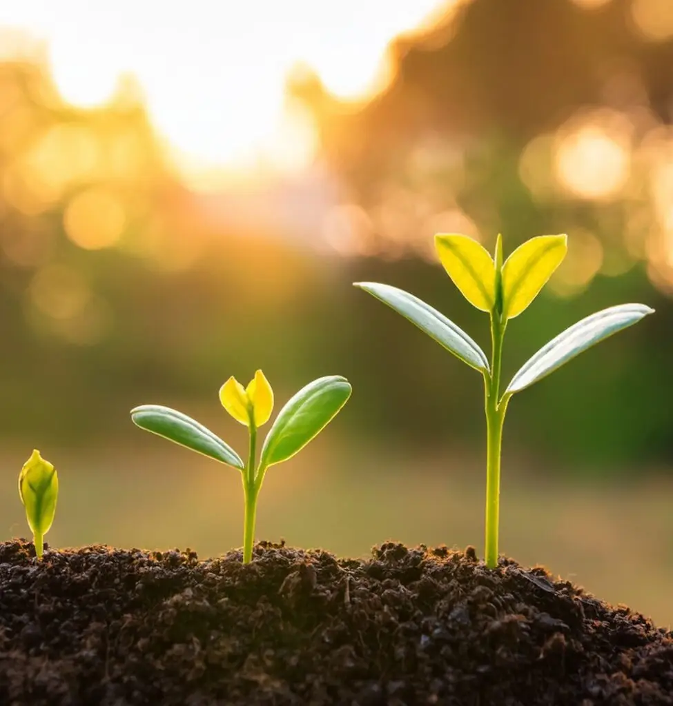 Three seedlings symbolizing spiritual growth for 'baby' Christians.
