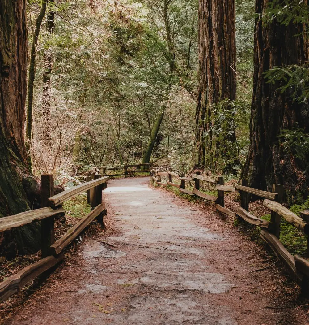 Redwood trees along meandering path in God's country